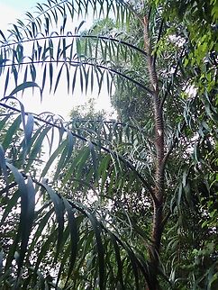 Palm - Plectocomia elongata  Malaysia,Palm,Penang,Plant,Plectocomia elongata