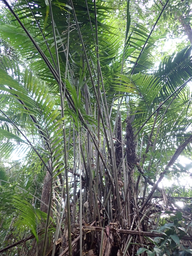 Palm - Eugeissona tristis  Eugeissona tristis,Malaysia,Palm,Penang