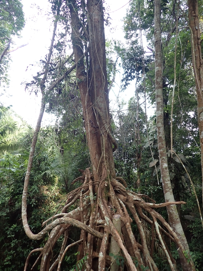 Plant - Dillenia reticulata  Dillenia reticulata,Malaysia,Penang,Plant