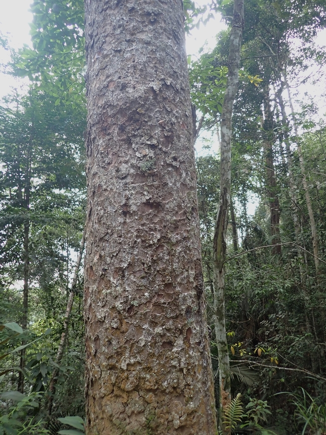 Borneo Kauri - Agathis borneensis This trees are listed as Endangered and are protected on top of Penang Hill.  Most of the bigger trees are &#039;identified&#039; and &#039;marked&#039; so that visitors/hikers will not damage them unintentionally.  Agathis borneensis,Borneo Kauri,Malaysia,Penang,Plant