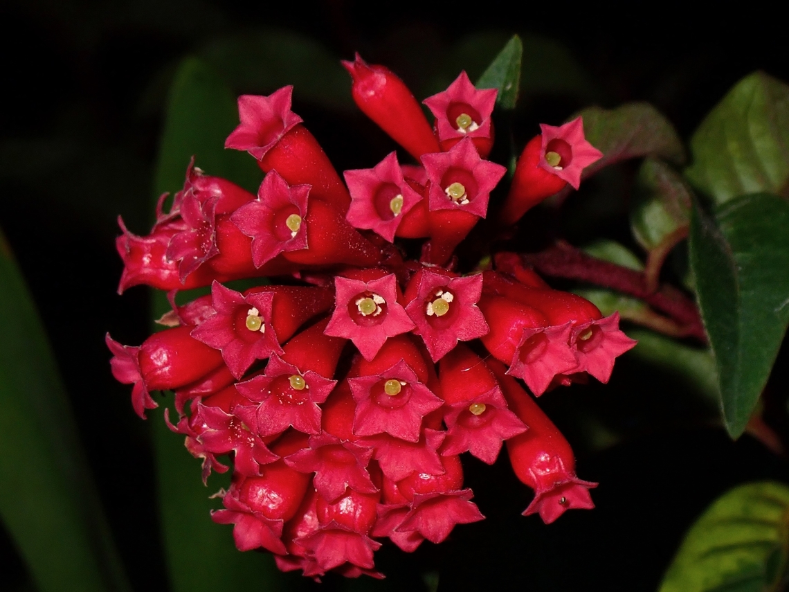 Red Centrum - Cestrum fasciculatum  Benguet,Cestrum fasciculatum,Flowers,Philippines