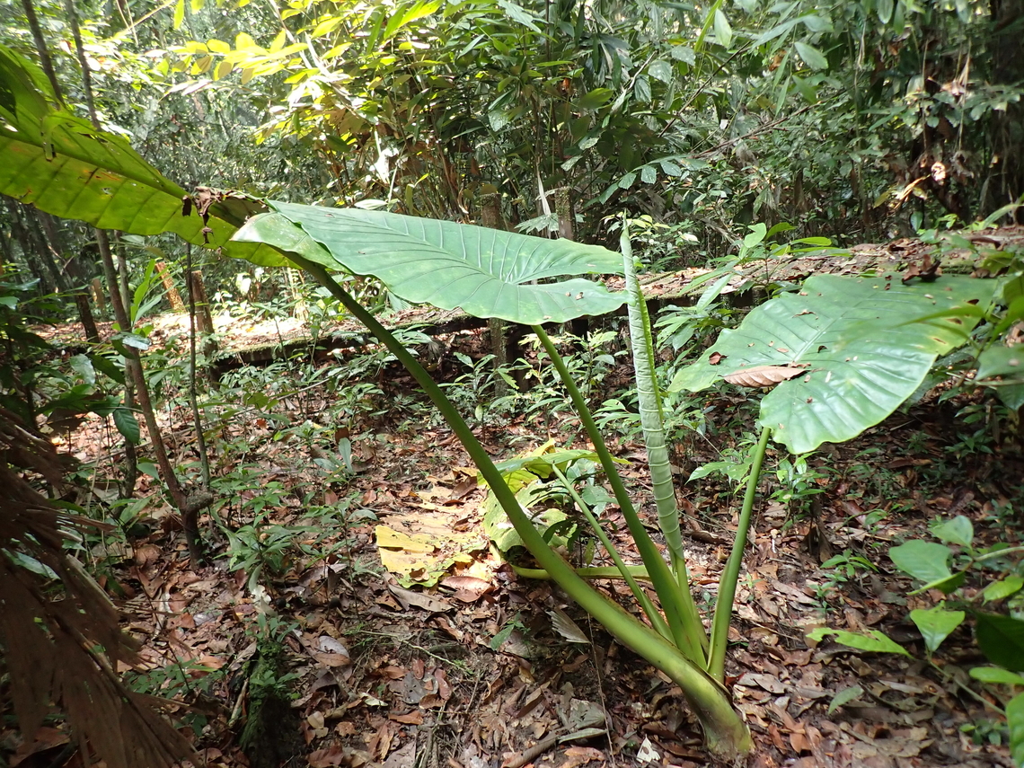 Plant - Alocasia robusta  Alocasia robusta,Malaysia,Plant,Sarawak