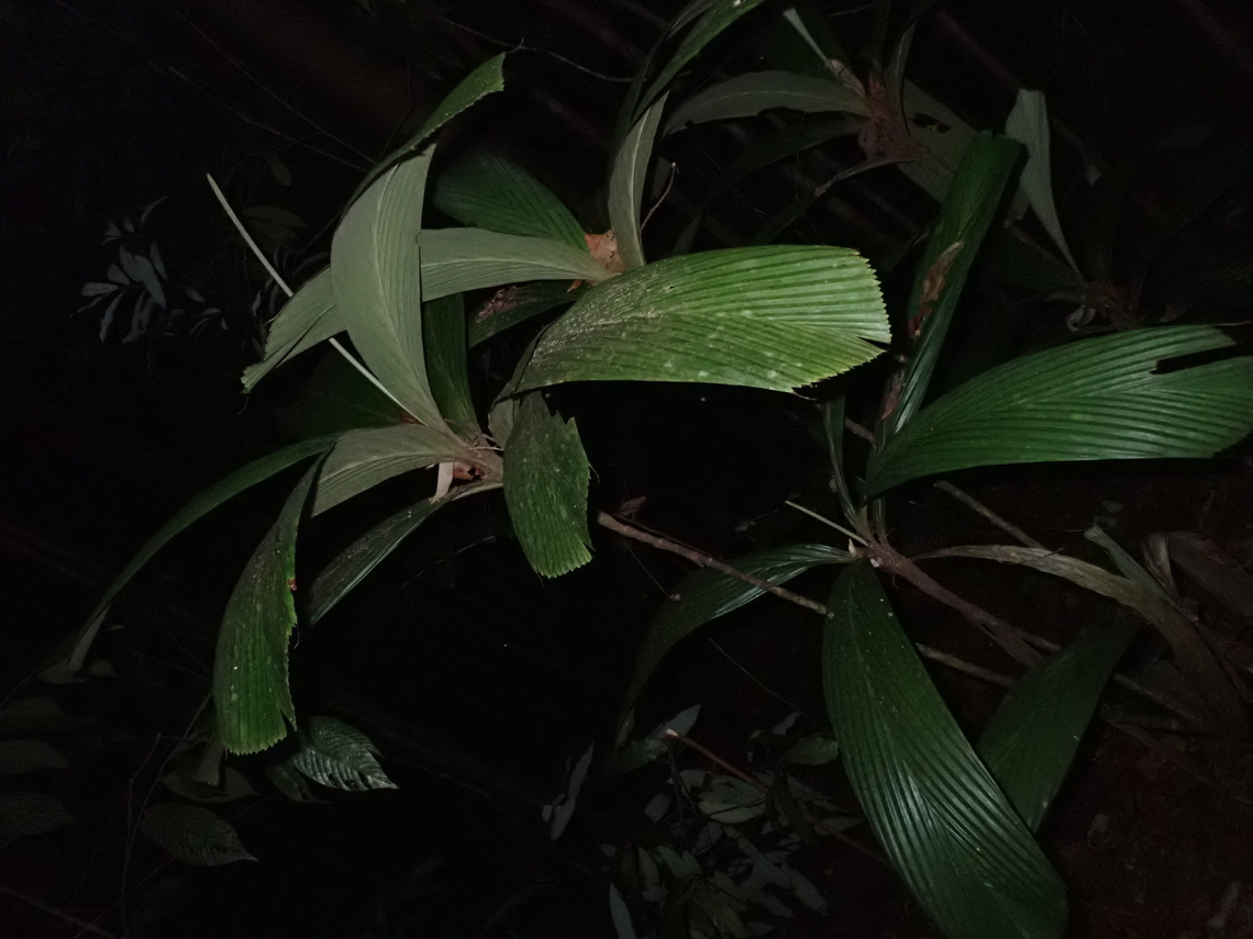 Palm - Pinanga tomentella  Malaysia,Palm,Pinanga tomentella,Plant,Sarawak