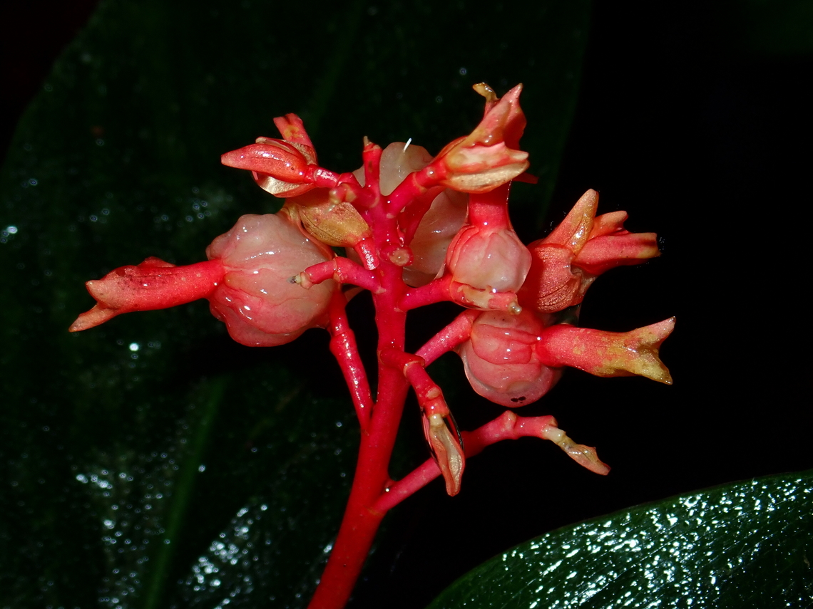 Ginger - Globba atrosanguinea  Ginger,Globba atrosanguinea,Malaysia,Plant,Sabah