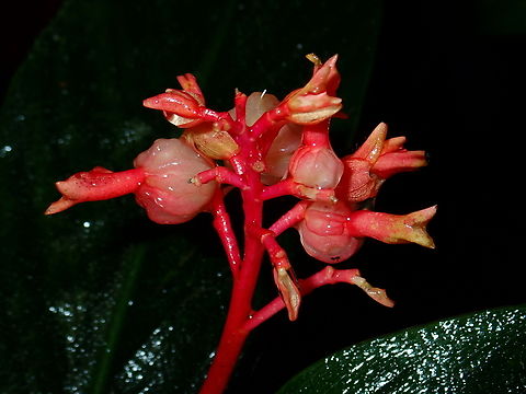 Ginger - Globba atrosanguinea  Ginger,Globba atrosanguinea,Malaysia,Plant,Sabah