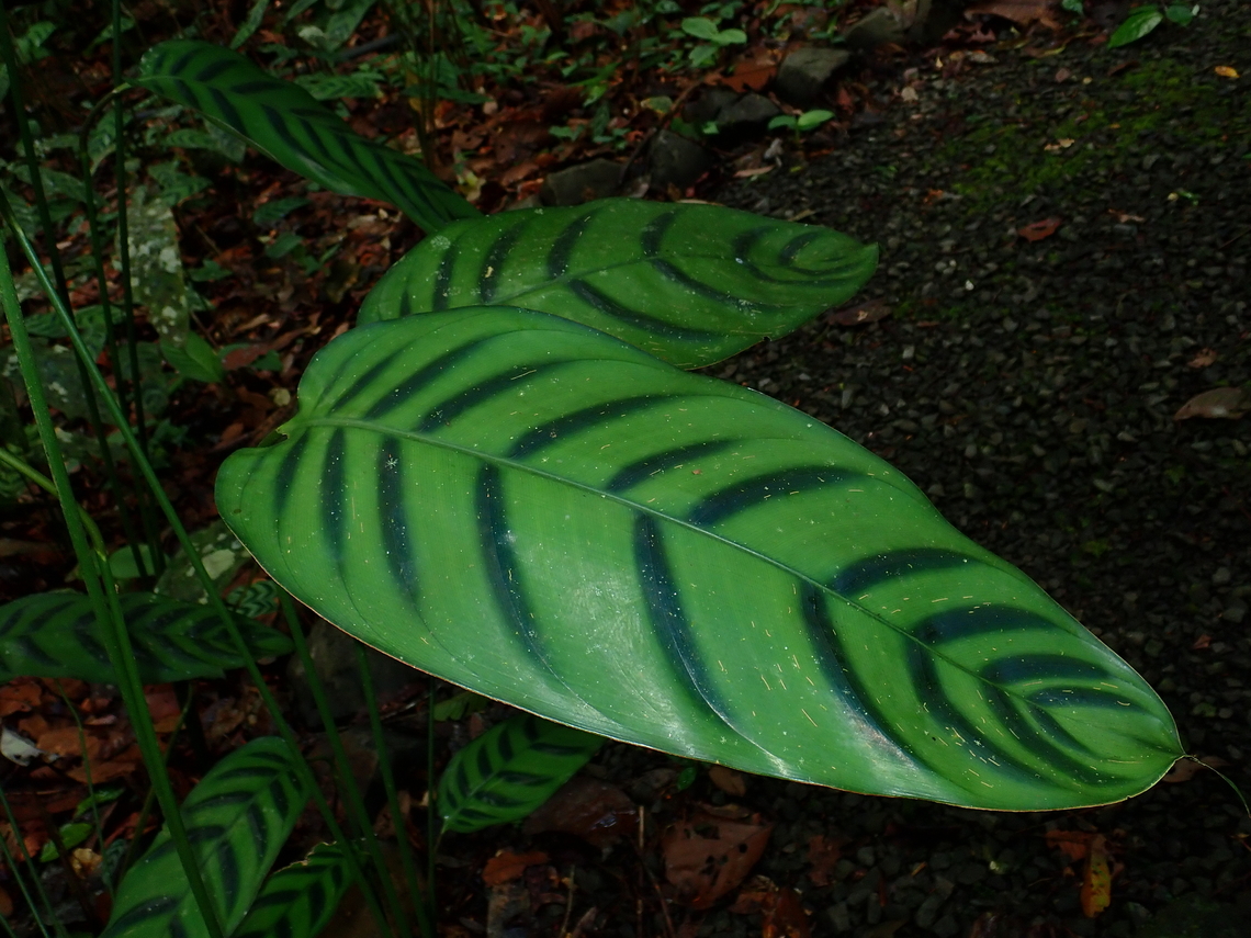 Ginger - Phrynium villosulum  Ginger,Malaysia,Phrynium villosulum,Plant,Sabah