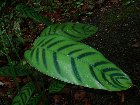 Ginger - Phrynium villosulum  Ginger,Malaysia,Phrynium villosulum,Plant,Sabah