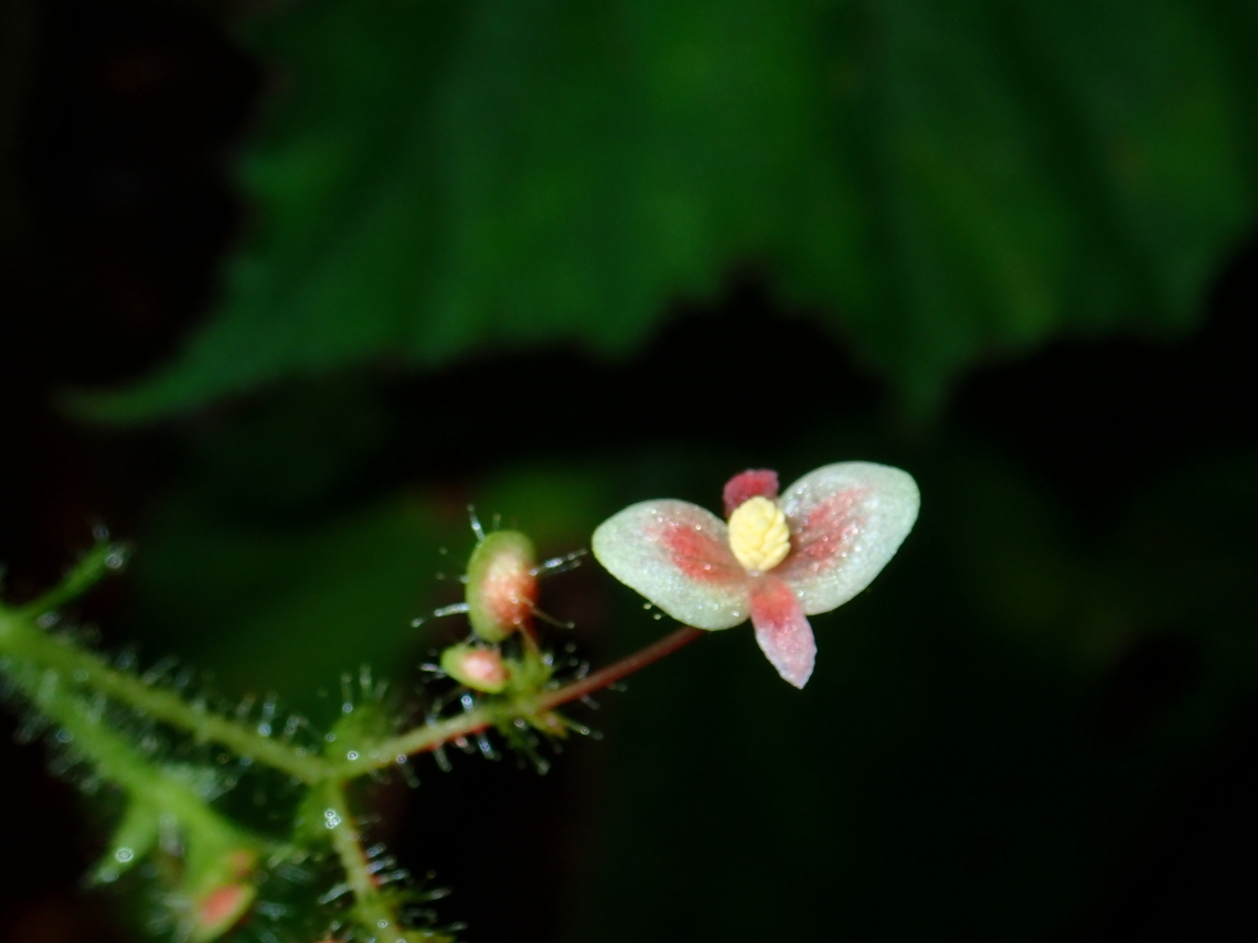 Flowers - Begonia melanosticta  Begonia melanosticta,Flower,Malaysia,Plant,Sabah