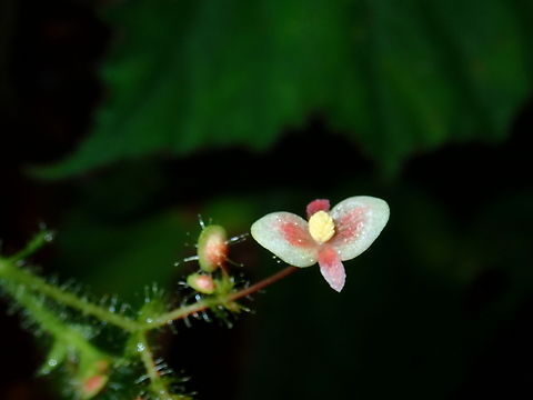 Flowers - Begonia melanosticta  Begonia melanosticta,Flower,Malaysia,Plant,Sabah