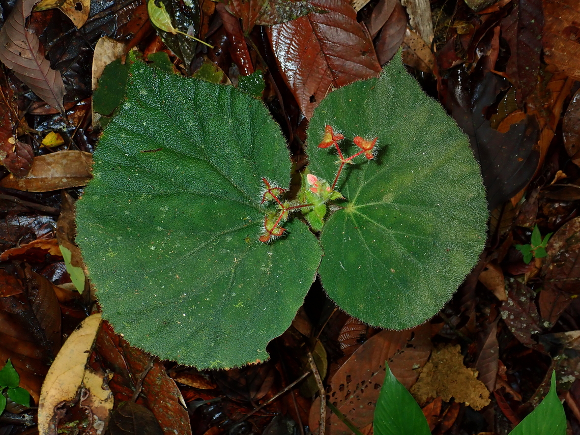 Flowers - Begonia postarii  Begonia postarii,Flower,Malaysia,Plant,Sabah