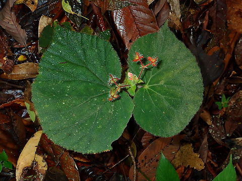 Flowers - Begonia postarii  Begonia postarii,Flower,Malaysia,Plant,Sabah