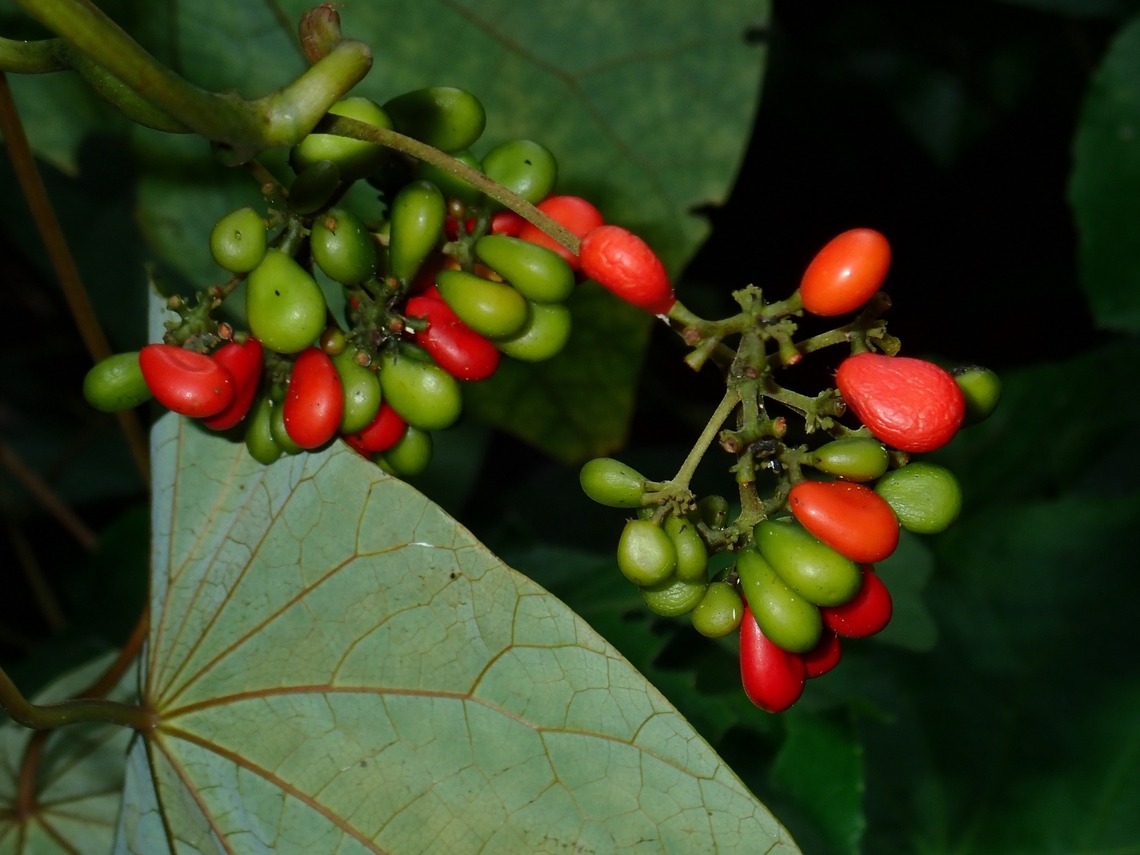 Fruits - Stephania corymbosa  Fruit,Malaysia,Plant,Sabah,Stephania corymbosa