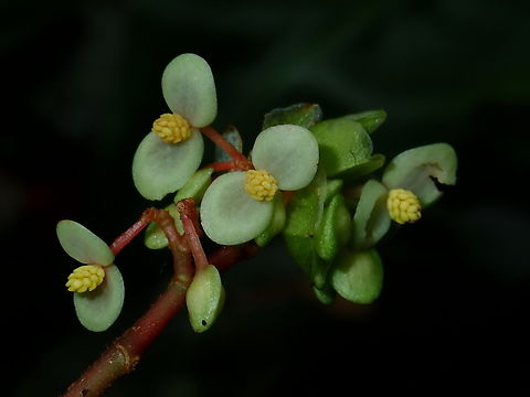 Flower - Begonia basintaliana  Begonia basintaliana,Flower,Malaysia,Plant,Sabah