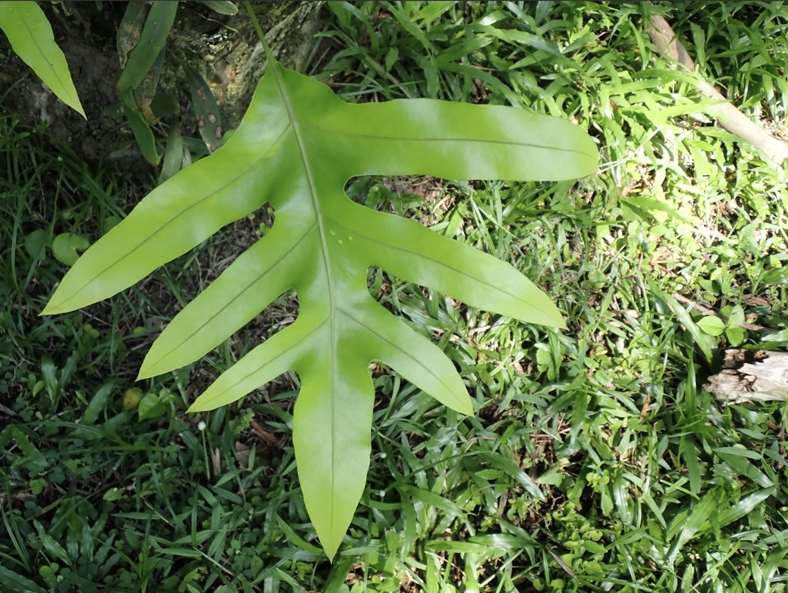 Monarch Fern - Microsorum scolopendria  Fern,Malaysia,Microsorum scolopendria,Monarch Fern,Penang,Plant