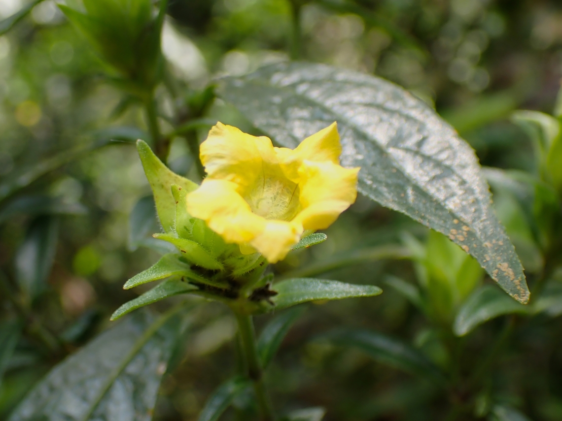 Black Face General - Strobilanthes crispus  Black Face General,Flower,Malaysia,Penang,Plant,Strobilanthes crispa