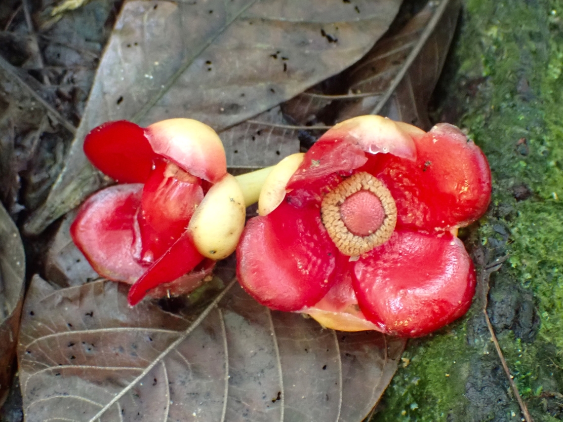 Flowers - Garcinia atroviridis  Flower,Garcinia atroviridis,Malaysia,Penang,Plant