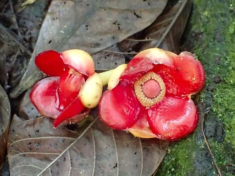 Flowers - Garcinia atroviridis Flower,Garcinia atroviridis,Malaysia,Penang,Plant