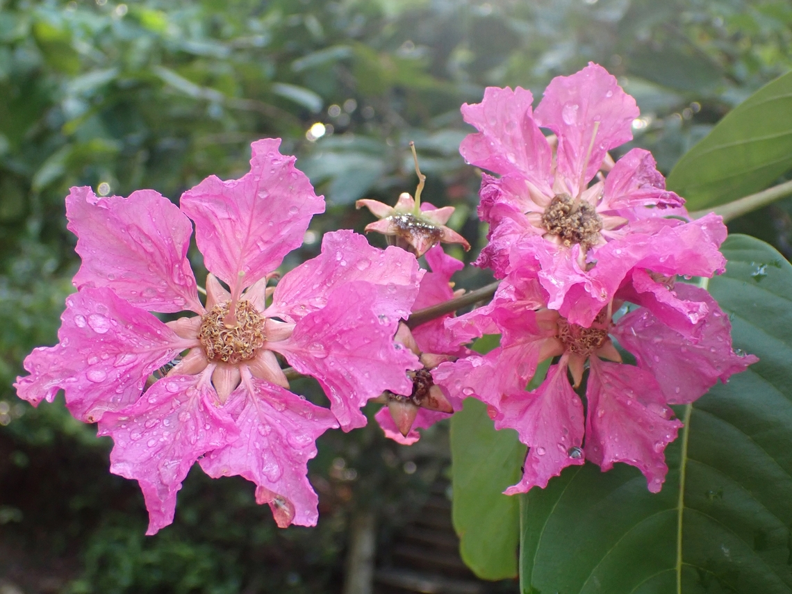 Giant Crape-Myrtle - Lagerstroemia speciosa  Flower,Giant Crape-Myrtle,Lagerstroemia speciosa,Malaysia,Penang,Plant