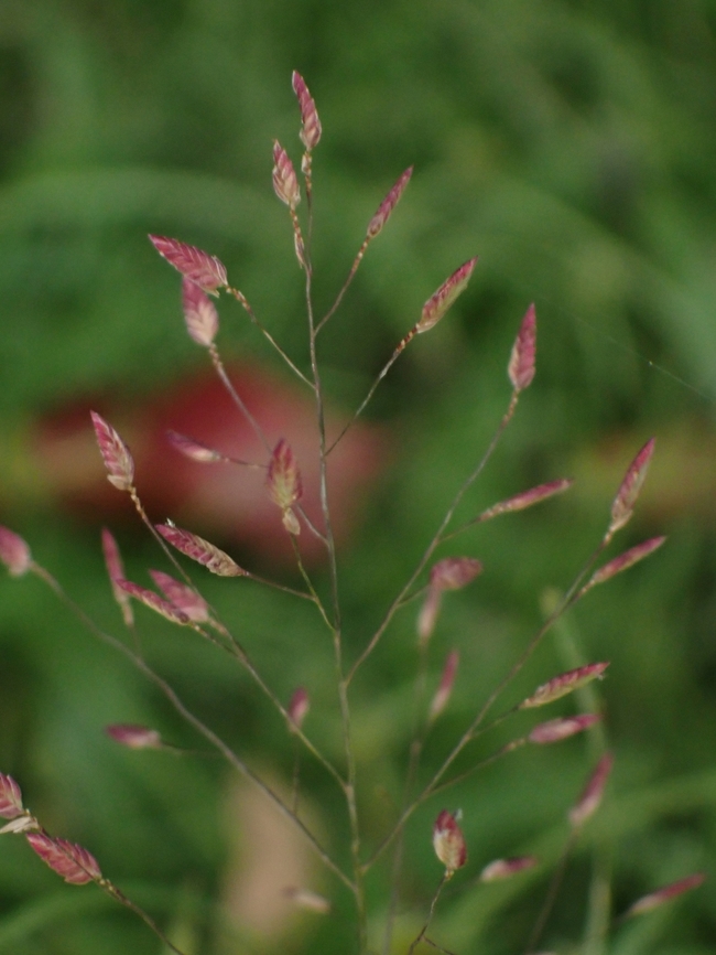 Grass - Aira caryophyllea  Aira caryophylleam,Grass,Malaysia,Penang