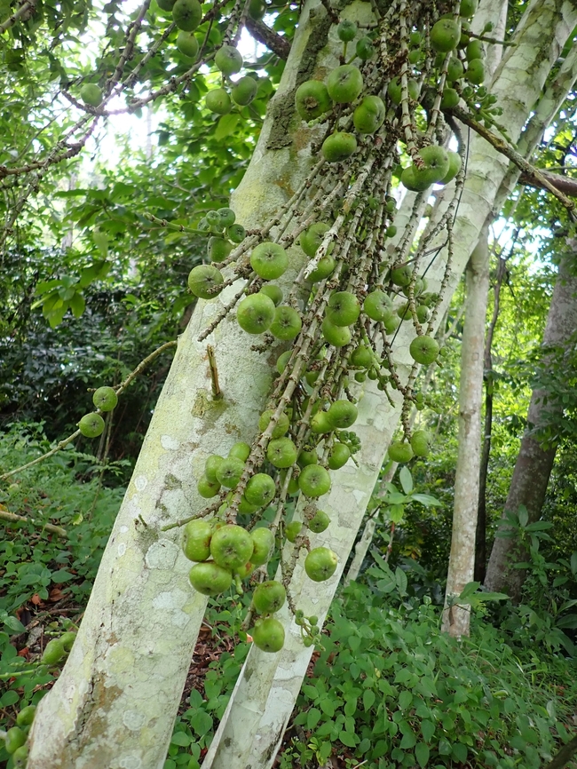 Opposite Leaf Fig - Ficus hispida  Ficus,Ficus hispida,Fruit,Malaysia,Opposite Leaf Fig,Penang,Plant