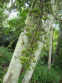 Opposite Leaf Fig - Ficus hispida  Ficus,Ficus hispida,Fruit,Malaysia,Opposite Leaf Fig,Penang,Plant