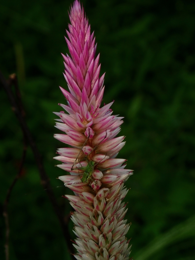 Flamingo Feather Flower - Celosia spicata  Celosia spicata,Flamingo Feather Flower,Flower,Malaysia,Penang,Plant
