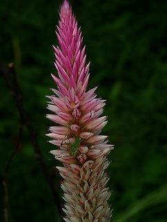 Flamingo Feather Flower - Celosia spicata  Celosia spicata,Flamingo Feather Flower,Flower,Malaysia,Penang,Plant