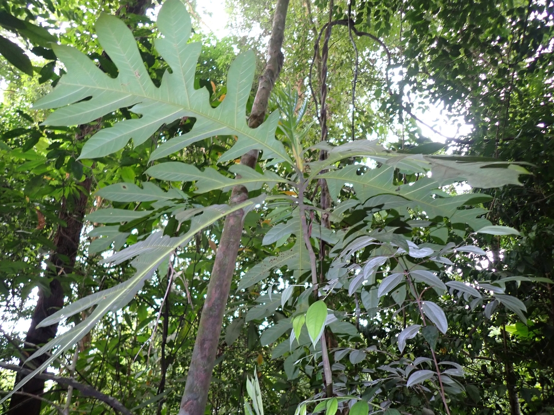Breadfruit - Artocarpus altilis  Artocarpus altilis,Breadfruit,Fruit,Malaysia,Penang,Plant