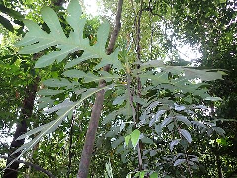 Breadfruit - Artocarpus altilis  Artocarpus altilis,Breadfruit,Fruit,Malaysia,Penang,Plant