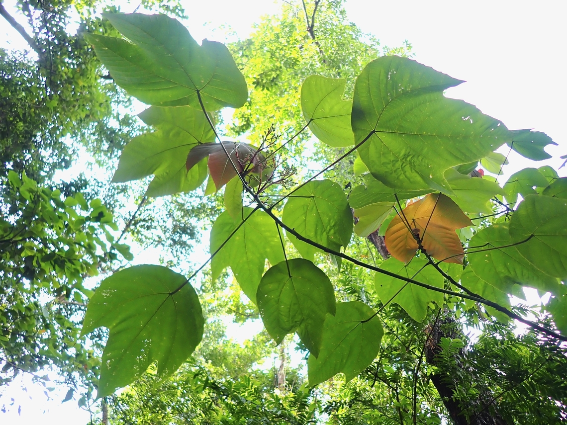 Plant - Macaranga triloba  Macaranga triloba,Malaysia,Penang,Plant