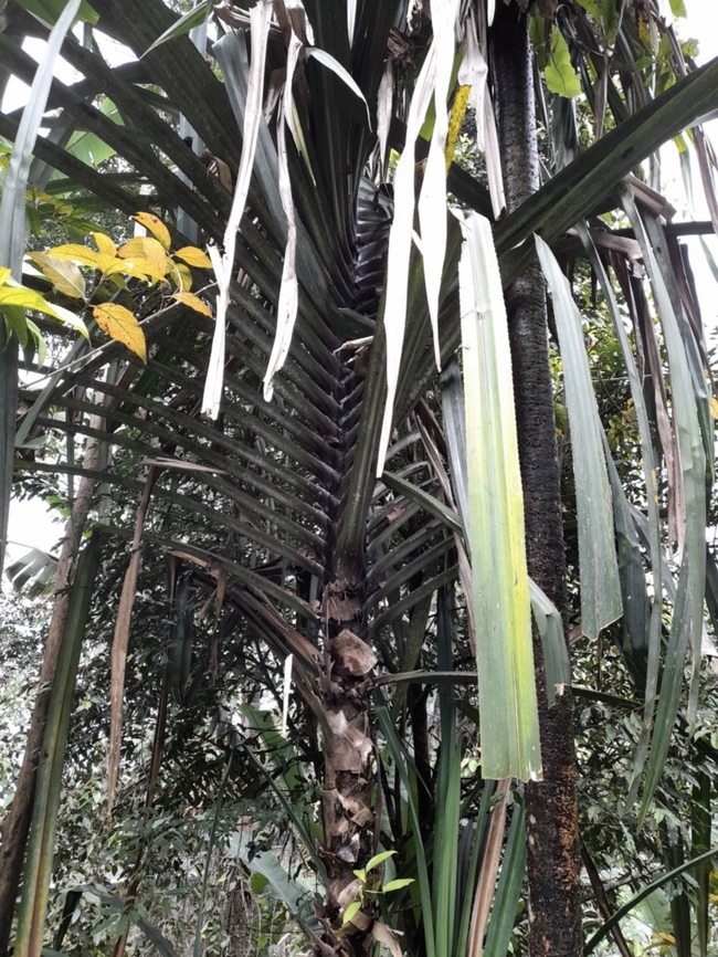 Pandanus penangensis  Malaysia,Pandanus penangensis,Penang,Plant