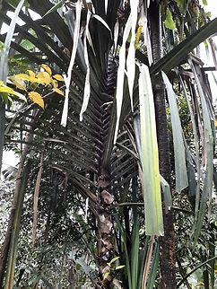 Pandanus penangensis  Malaysia,Pandanus penangensis,Penang,Plant