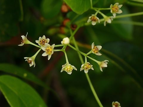 Flowers - Cinnamomum camphora  Cinnamomum camphora,Cinnamon,Flower,Malaysia,Penang,Plant