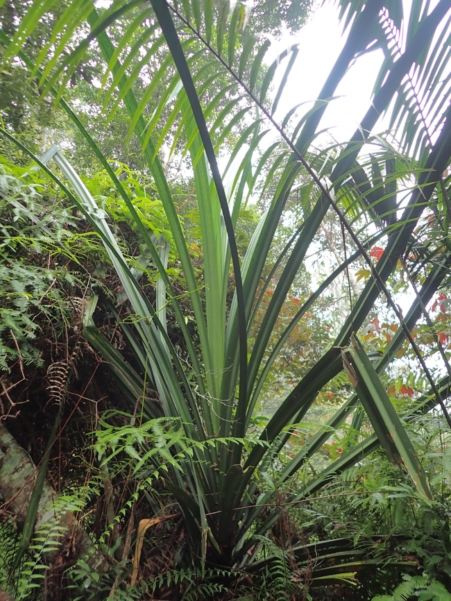Pandanus atrocarpus  Malaysia,Pandanus atrocarpus,Penang,Plant