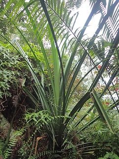 Pandanus atrocarpus  Malaysia,Pandanus atrocarpus,Penang,Plant