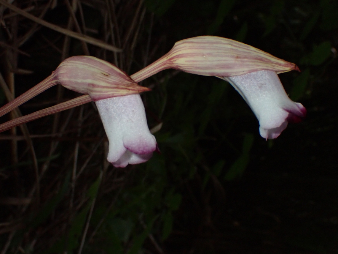Indian Broomrape  Abra,Aeginetia indica,Flower,Indian Broomrape,Philippines,Plant