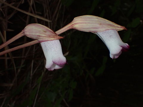 Indian Broomrape  Abra,Aeginetia indica,Flower,Indian Broomrape,Philippines,Plant