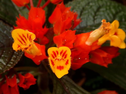 Flowers - Chrysothemis pulchella  Chrysothemis pulchella,Flowers,Philippines,Sibuyan