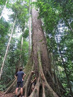 Ex-Tallest Tropical Tree This Menara Tree - Shorea faguetiana was previously documented as the tallest living tropical tree in the world at 96.9 meters height, until 2 more taller trees were subsequently found, with the tallest tree of the same species at 100.8 meters. Malaysia,Menara,Plant,Sabah,Shorea faguetiana,Tree