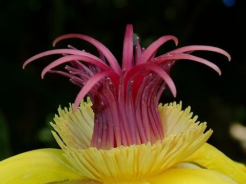 Flowers - Dillenia excelsa Dillenia excelsa,Flower,Malaysia,Plant,Sabah