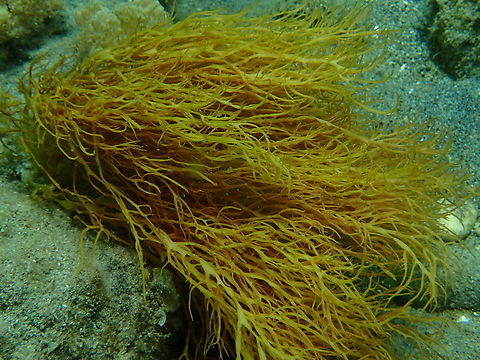 Dragon's Breath - Halymenia durvillei First observation of Red Algae from the Order Halymeniales. Anilao,Batangas,Dragon's Breath,Halymenia durvillei,Philippines,Red Algae