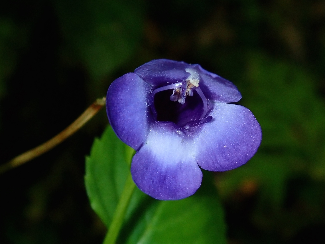 Lesser Torenia - Torenia concolor  Flower,Hong Kong,Lesser Torenia,Plant,Torenia concolor