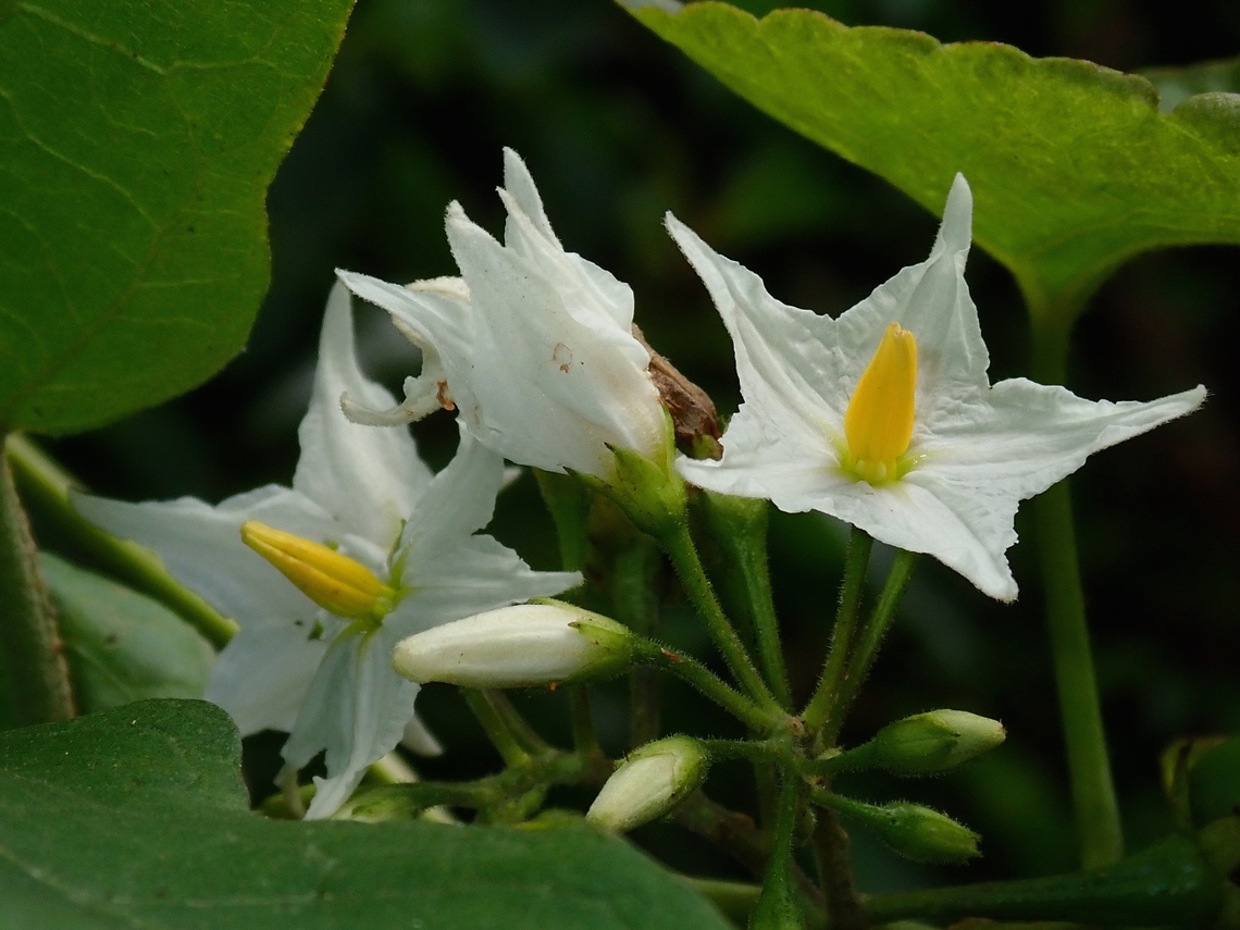 Turkey Berry - Solanum torvum  Flower,Hong Kong,Plant,Solanum torvum,Turkey Berry