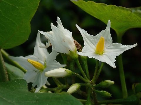 Turkey Berry - Solanum torvum  Flower,Hong Kong,Plant,Solanum torvum,Turkey Berry