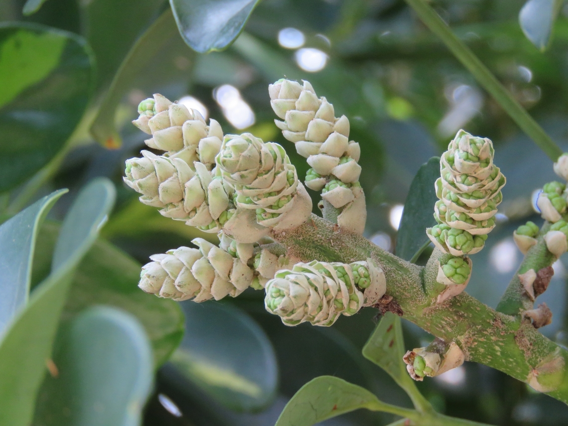 Miniature Umbrella Tree - Heptapleurum arboricola Previously placed under the genus Schefflera. Heptapleurum arboricola,Hong Kong,Miniature Umbrella Tree,Plant,Schefflera arboricola