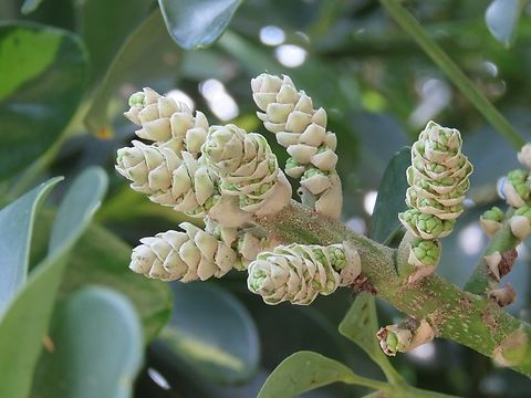 Miniature Umbrella Tree - Heptapleurum arboricola Previously placed under the genus Schefflera. Heptapleurum arboricola,Hong Kong,Miniature Umbrella Tree,Plant,Schefflera arboricola