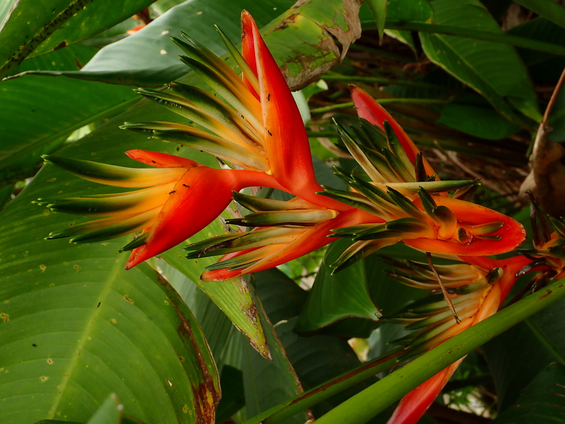 Parrot's Beak - Heliconia psittacorum  Fiji,Flower,Heliconia psittacorum,Parrot's Beak