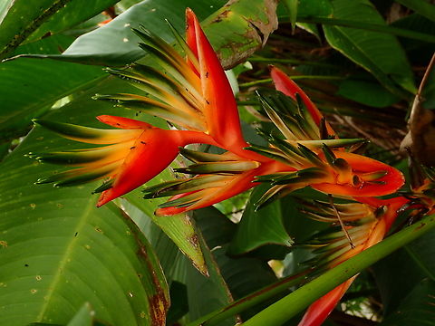 Parrot's Beak - Heliconia psittacorum  Fiji,Flower,Heliconia psittacorum,Parrot's Beak