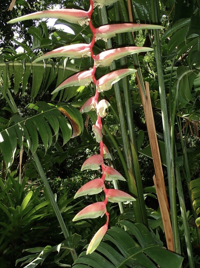 Ginger - Heliconia chartacea  Fiji,Flower,Ginger,Heliconia chartacea,Plant