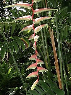 Ginger - Heliconia chartacea  Fiji,Flower,Ginger,Heliconia chartacea,Plant